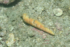Terebra