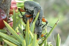 Otiorhynchus cardiniger