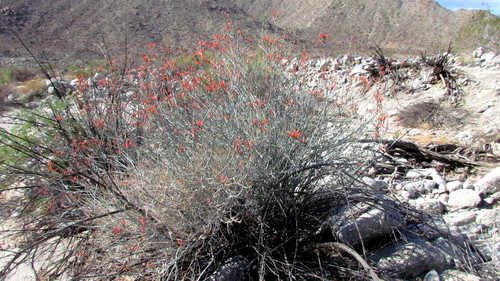 iNaturalist observation photo of chuparosa