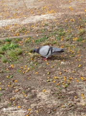 Columba livia domestica