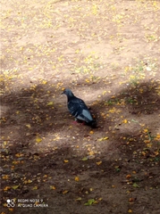 Columba livia domestica