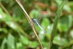 Orthetrum luzonicum