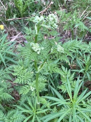 Anthriscus sylvestris