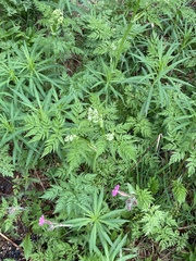 Anthriscus sylvestris