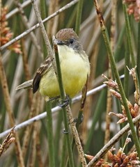 Pseudocolopteryx flaviventris