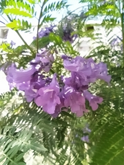 Jacaranda mimosifolia