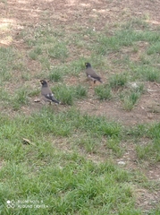 Acridotheres tristis