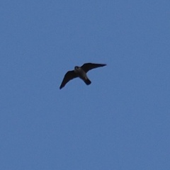 Falco peregrinus