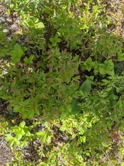 Vaccinium myrtilloides image