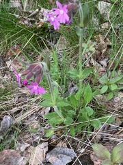 Silene dioica