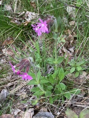 Silene dioica