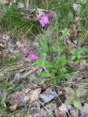 Silene dioica