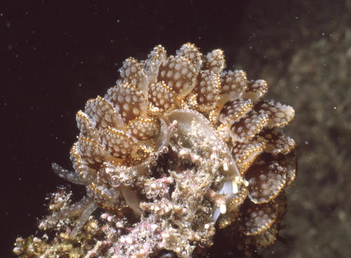 Ortea's Cyerce