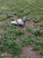 Columba livia domestica