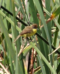 Pseudocolopteryx flaviventris