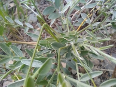 Glyphonotus coniciplicus