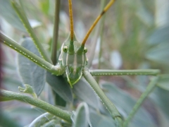Glyphonotus coniciplicus
