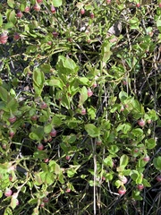 Vaccinium myrtillus