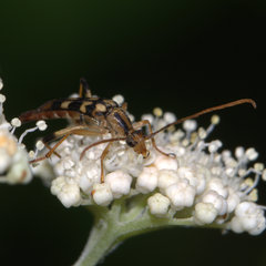 Strangalia luteicornis