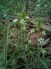 Thesium repens