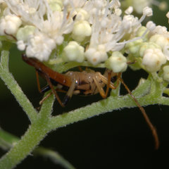 Strangalia luteicornis