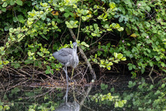 Ardea cinerea