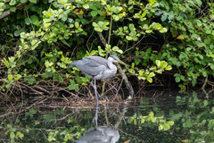 Ardea cinerea