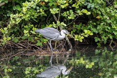 Ardea cinerea