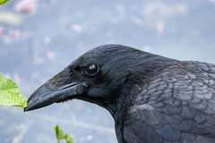 Corvus corone