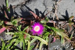 Carpobrotus dimidiatus