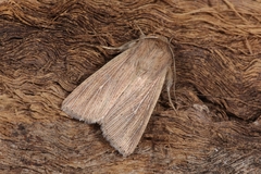 Mythimna congrua