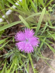 Dianthus chinensis