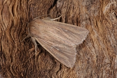 Mythimna congrua