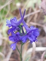 Delphinium halteratum
