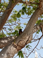Acridotheres tristis
