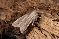 Mythimna congrua