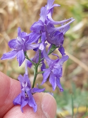 Delphinium halteratum