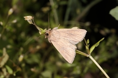 Mythimna congrua
