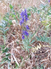 Delphinium halteratum