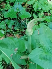 Arum cylindraceum