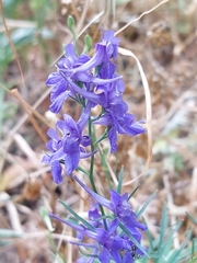 Delphinium halteratum
