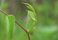 Lathyrus ochroleucus