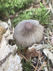 Mycena viridimarginata