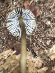 Mycena viridimarginata