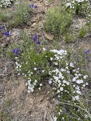 Phlox multiflora
