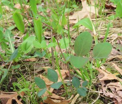 Lathyrus ochroleucus