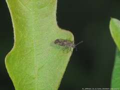 Teleonemia scrupulosa