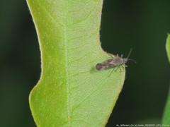 Teleonemia scrupulosa