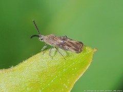 Teleonemia scrupulosa