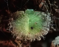 Nymphidae